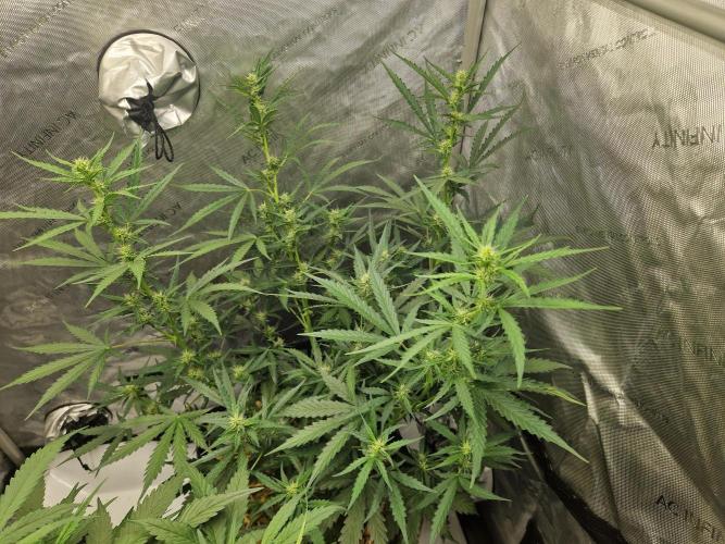 Strawberry Haze auto by Kannabia. Week 6 - day 42