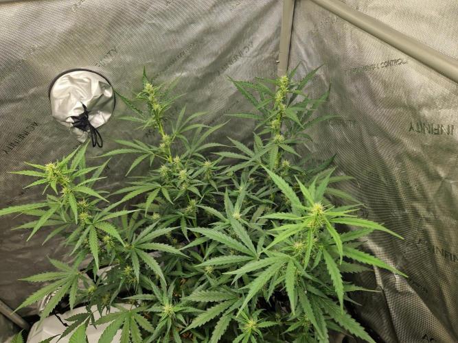 Strawberry Haze auto by Kannabia. Week 6 - day 43