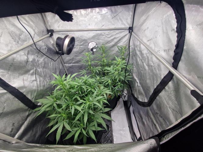Strawberry Haze auto by Kannabia. Week 6 - day 43