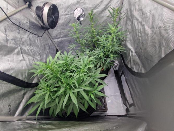Strawberry Gorilla RF3 Auto by Fast Buds. Week 6 - day 41