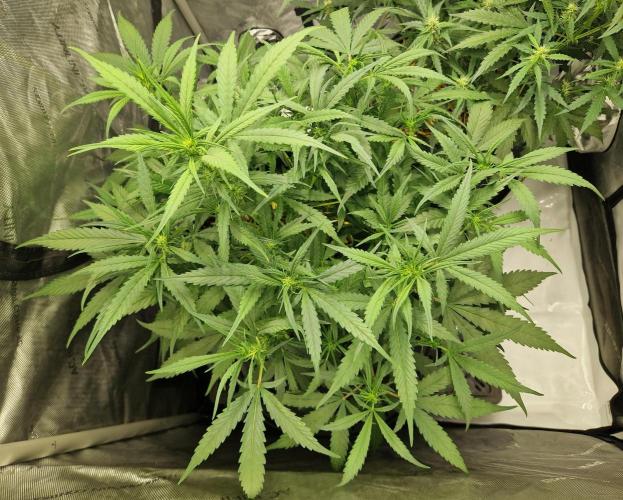 Strawberry Gorilla RF3 Auto by Fast Buds. Week 6 - day 42
