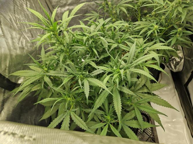 Strawberry Gorilla RF3 Auto by Fast Buds. Week 6 - day 42