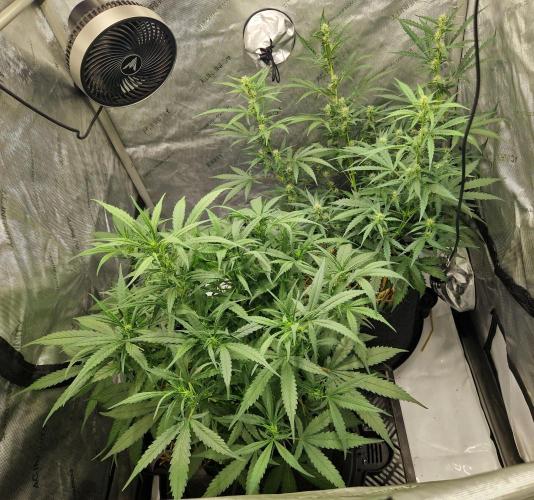 Strawberry Gorilla RF3 Auto by Fast Buds. Week 6 - day 42