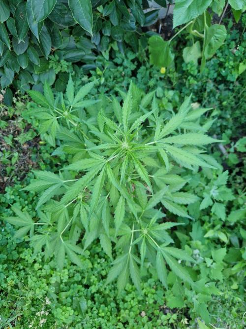 Northern Lights auto Sensi Seeds outdoor. Week 7 - day 50