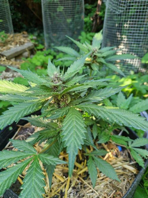 Purple Lemonade Auto RF3 by Fast Buds. Week 6 - day 43