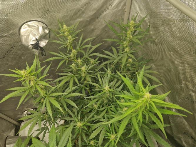 Strawberry Haze auto by Kannabia. Week 6 - day 46