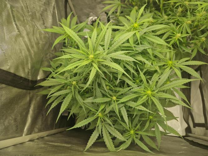Strawberry Gorilla RF3 Auto by Fast Buds. Week 6 - day 45