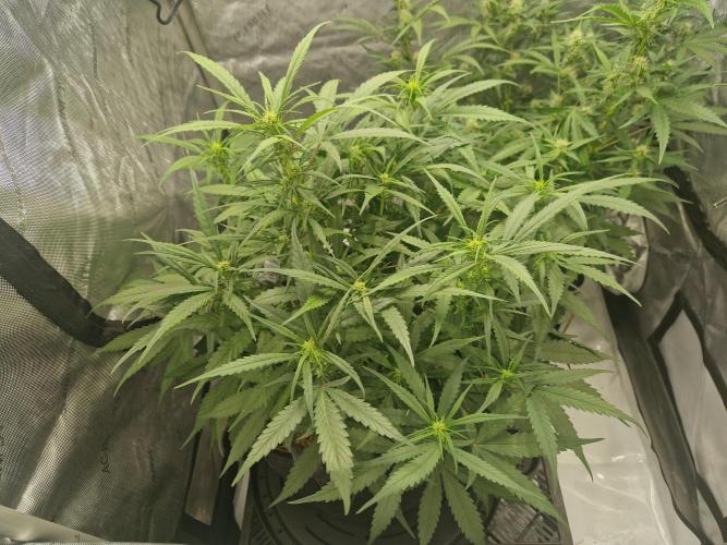 Strawberry Gorilla RF3 Auto by Fast Buds. Week 6 - day 45