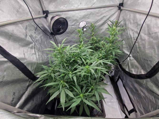 Strawberry Gorilla RF3 Auto by Fast Buds. Week 6 - day 45