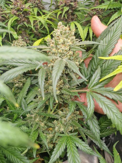 Grapefruit Auto. Week 11