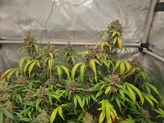 Purple Lemonade Auto by Fast Buds. Week 11 - day 76