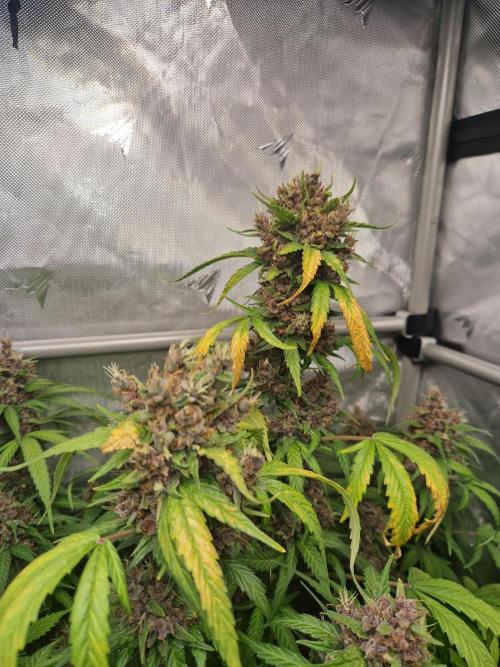 Purple Lemonade Auto by Fast Buds. Week 11 - day 76