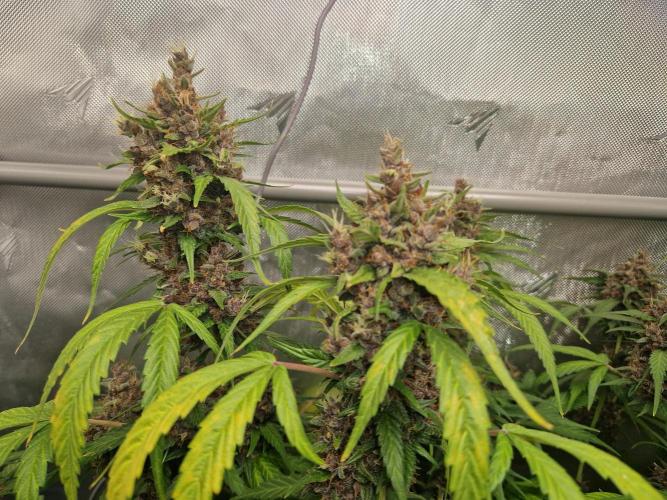 Purple Lemonade Auto. Week 11