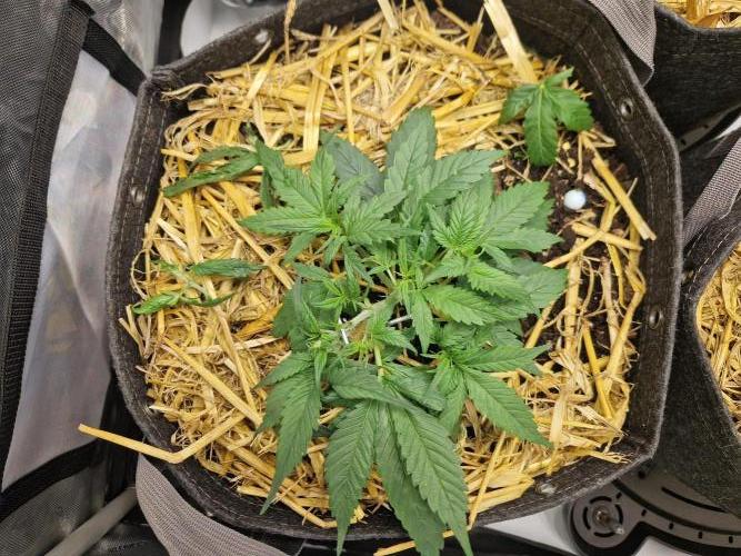 Strawberry Gorilla RF3 Auto by Fast Buds. Week 3 - day 25