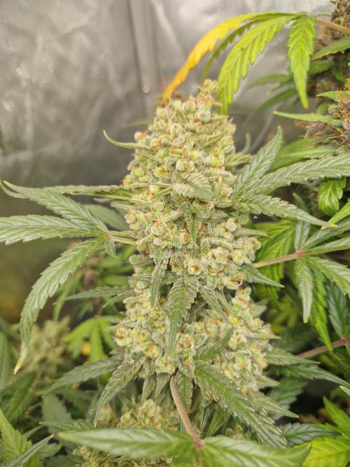 Grapefruit Auto by Fast Buds. Week 12