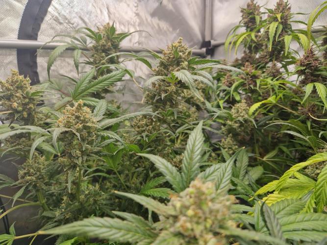 Grapefruit Auto by Fast Buds. Week 12