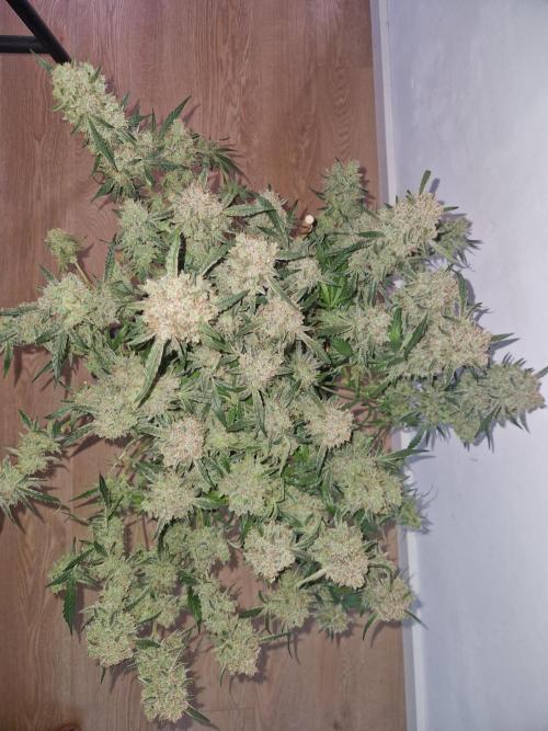 Gelato Auto by FastBuds. Week 13
