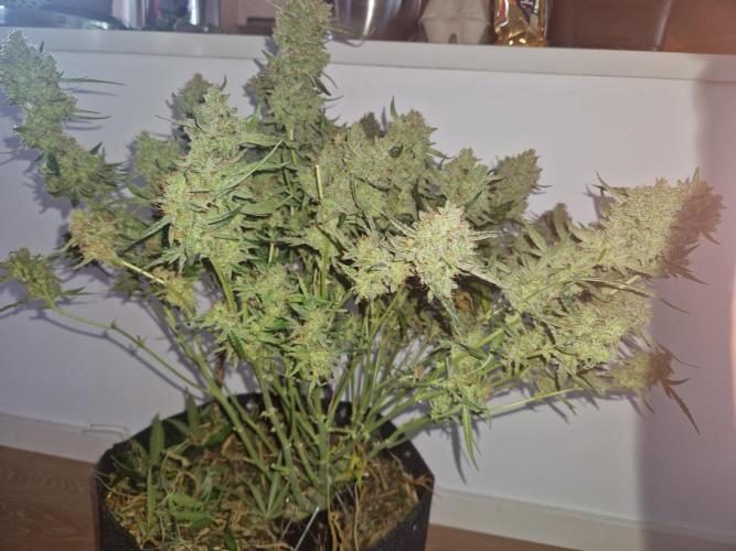 Gelato Auto by FastBuds. Week 13