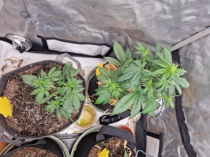 Purple lemonade auto - second grow. Week 3