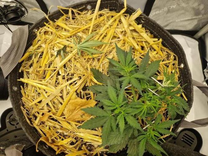 Strawberry Haze auto by Kannabia. Week 3 - day 26