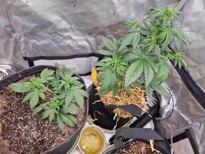 Purple lemonade auto - second grow. Week 3 - happy PLs