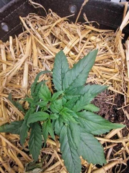Strawberry Gorilla Auto RF3. Week 2