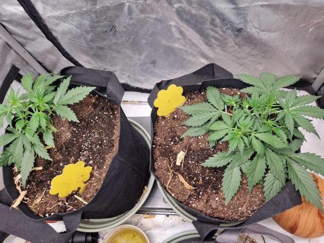 Gelato Auto (fastbuds) - second grow. Week 3 - happy gelatos