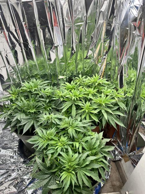 Blueberry Muffin Build-In Wardrobe Grow. Week 7