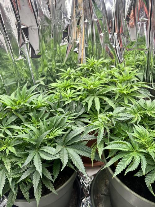 Blueberry Muffin Build-In Wardrobe Grow. Week 7