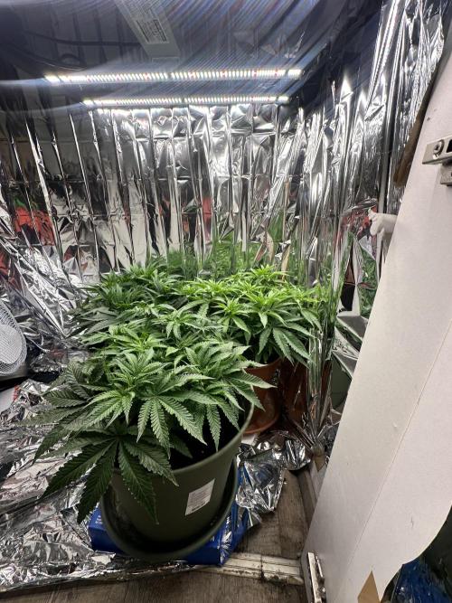 Blueberry Muffin Build-In Wardrobe Grow. Week 7