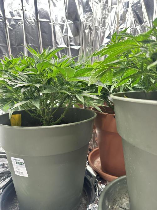 Blueberry Muffin Build-In Wardrobe Grow. Week 7