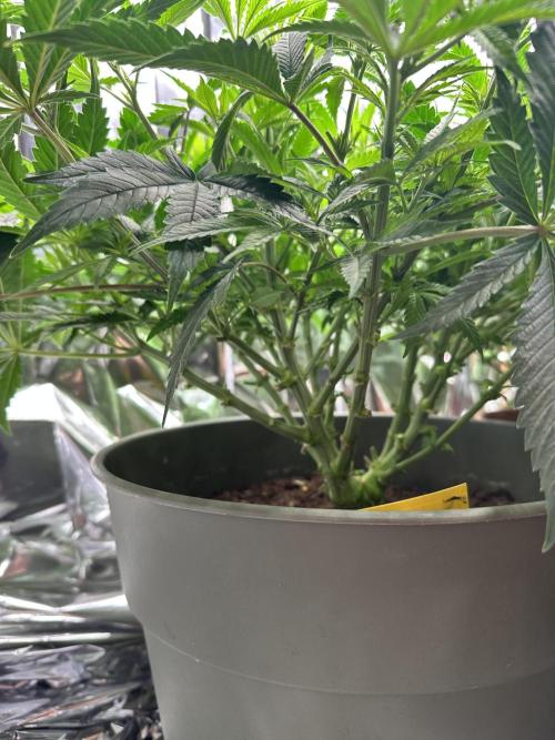 Blueberry Muffin Build-In Wardrobe Grow. Week 8