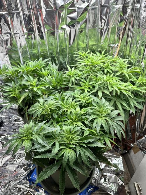 Blueberry Muffin Build-In Wardrobe Grow. Week 8