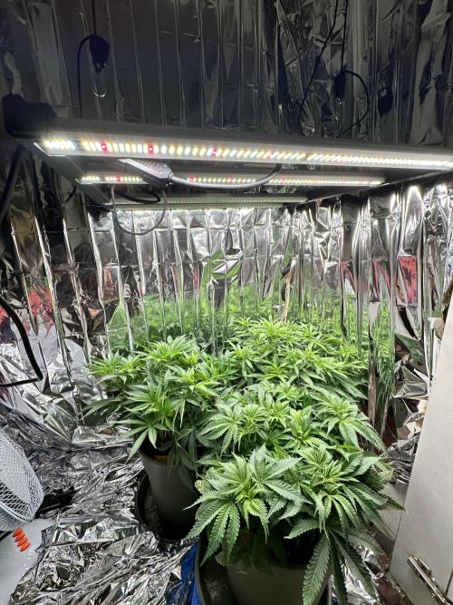 Blueberry Muffin Build-In Wardrobe Grow. Week 8