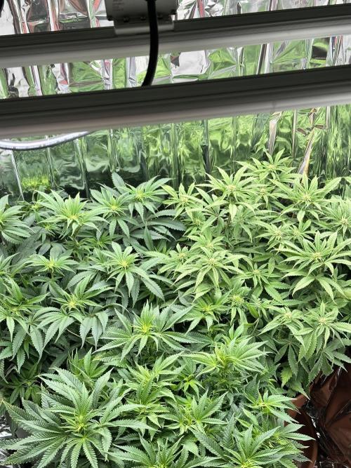 Blueberry Muffin Build-In Wardrobe Grow. Week 9