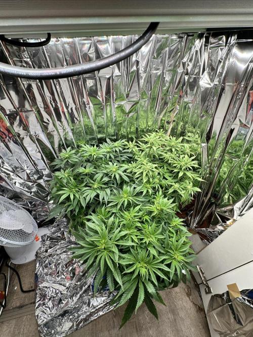 Blueberry Muffin Build-In Wardrobe Grow. Week 9