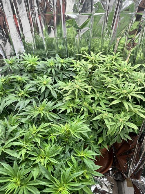 Blueberry Muffin Build-In Wardrobe Grow. Week 9