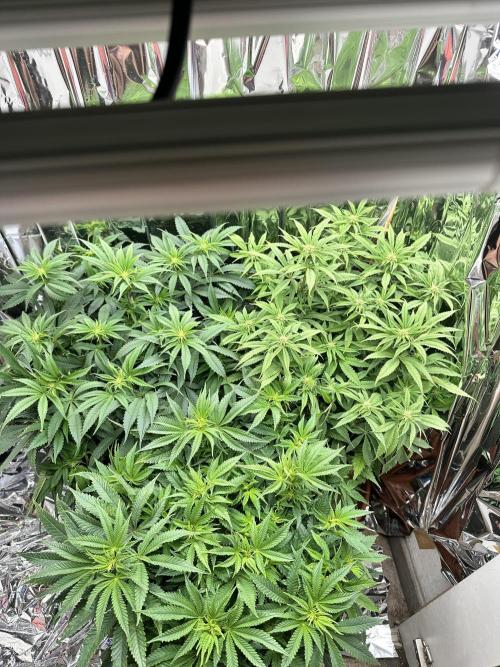 Blueberry Muffin Build-In Wardrobe Grow. Week 9