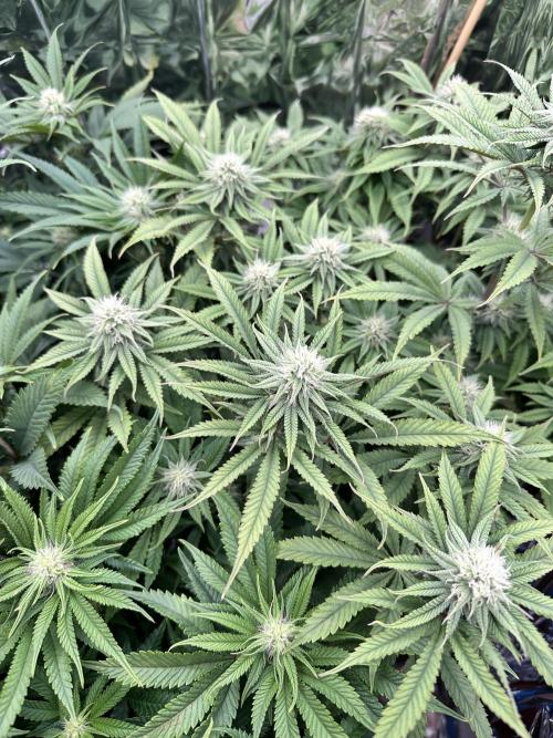 Blueberry Muffin Build-In Wardrobe Grow. Week 10