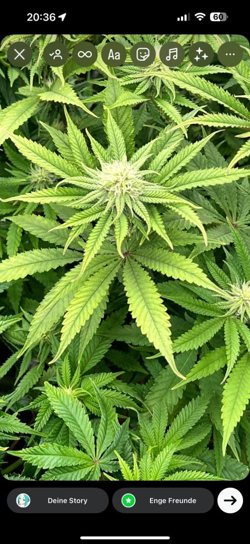 Blueberry Muffin Build-In Wardrobe Grow. Week 10