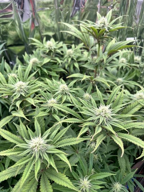 Blueberry Muffin Build-In Wardrobe Grow. Week 10