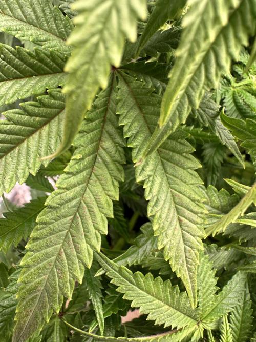 Blueberry Muffin Build-In Wardrobe Grow. Week 10