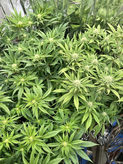 Blueberry Muffin Build-In Wardrobe Grow. Week 10