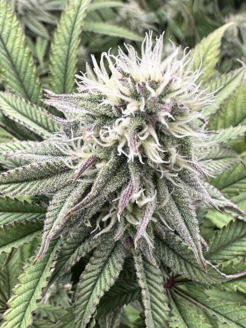 Blueberry Muffin Build-In Wardrobe Grow. Week 11