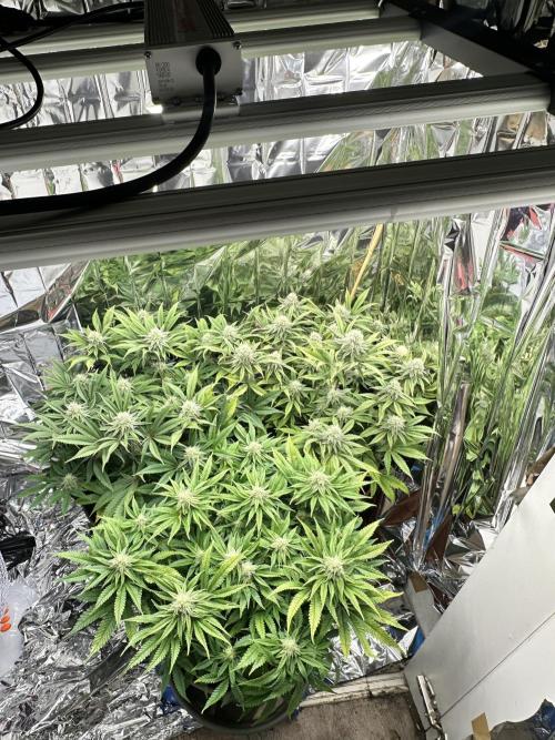 Blueberry Muffin Build-In Wardrobe Grow. Week 11