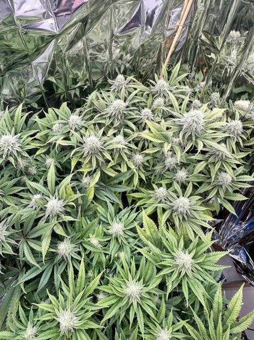 Blueberry Muffin Build-In Wardrobe Grow. Week 11