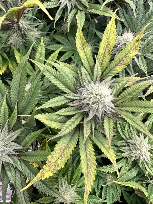 Blueberry Muffin Build-In Wardrobe Grow. Week 11