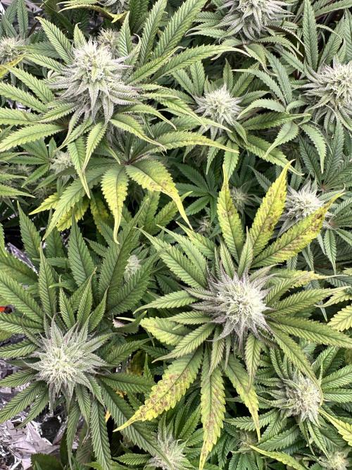 Blueberry Muffin Build-In Wardrobe Grow. Week 11