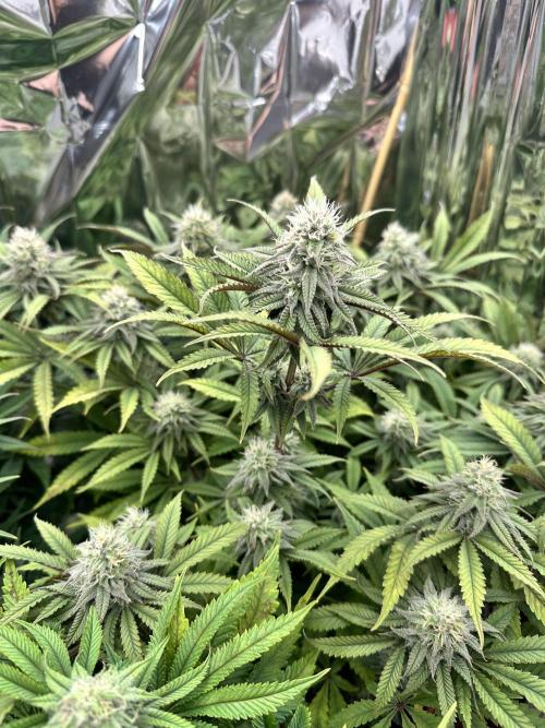 Blueberry Muffin Build-In Wardrobe Grow. Week 11