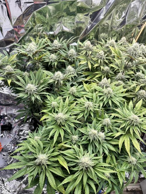 Blueberry Muffin Build-In Wardrobe Grow. Week 11